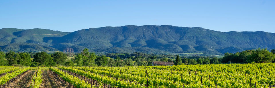 vineyards around villealaure in the luberon