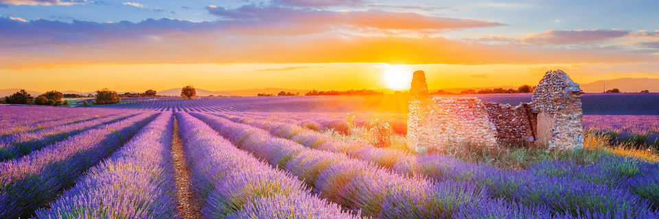 paradou lavender fields