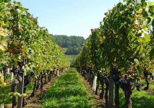 gironde vineyards holiday rentals