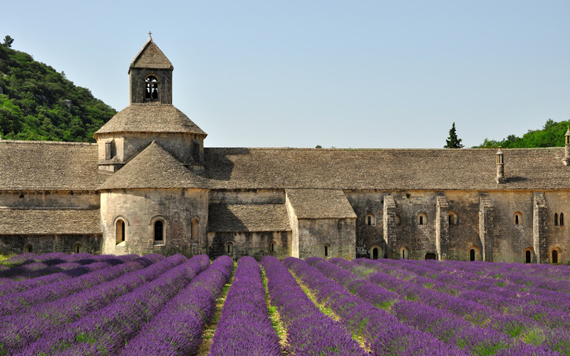 lavender museum luberon