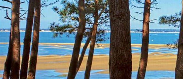 arcachon beach and pine trees, gironde