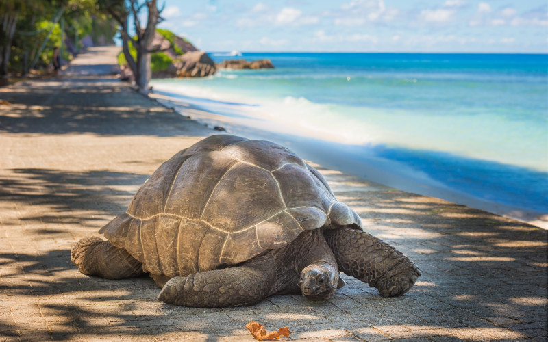 Aldabra giant tortoise desroches island seychelles